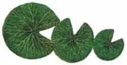 Silk Plants: Summit Lily Pad, Only  (2.5" - No Flower)