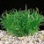 PAQ Micro Sword Grass (Lilaeopsis novae-zelandiae)