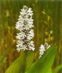 PMH Pickerel Weed, White (Pontederia cordata “alba”)